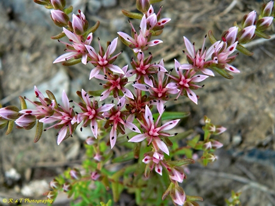 {Sedum pulchellum}